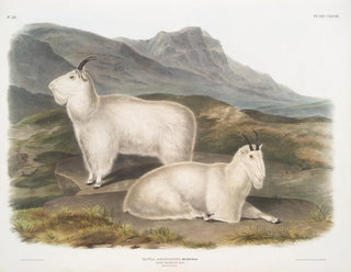 John Woodhouse Audubon - Capra Americana Rocky Mountain Goat Male  female.webp
