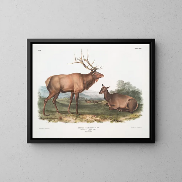 Élan canadiense macho y hembra - John Woodhouse Audubon — cuadro enmarcado en la pared