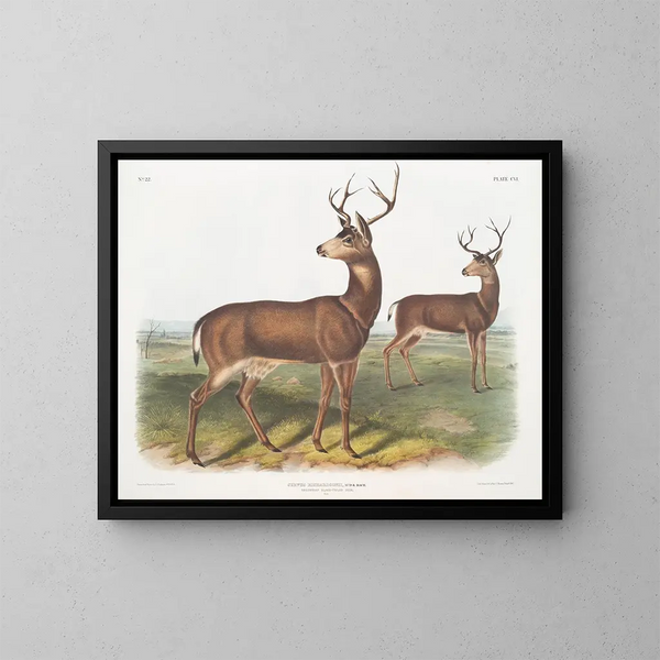 Richardson's male Columbian deer with a black tail - John Woodhouse Audubon — framed artwork on a wall