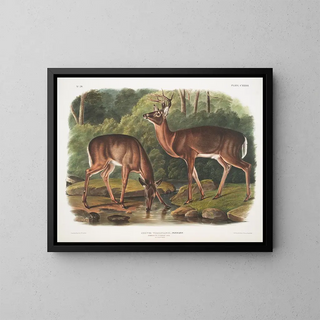 John Woodhouse Audubon - Cervus Virginianus Common or Virginian Deer Old male  female.webp