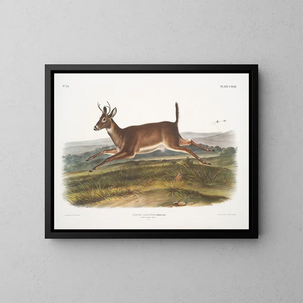 Cérfido de cola larga macho - John Woodhouse Audubon — cuadro enmarcado en la pared