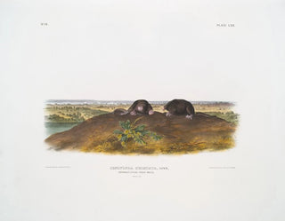 John Woodhouse Audubon - Condylura cristata Common Starnose Mole Natural size.webp