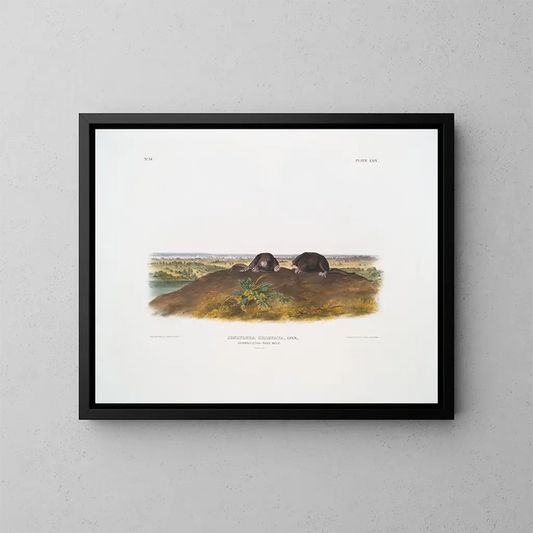 Condylure à nez étoilé taille naturelle - John Woodhouse Audubon — framed artwork on a wall