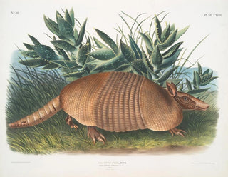 John Woodhouse Audubon - Dasypus Peba Ninebanded Armadillo Male Natural size.webp