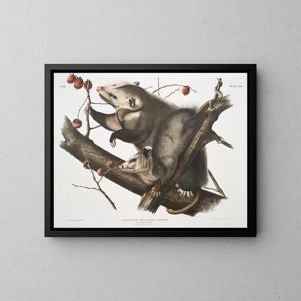 Virginian Opossum painting of a young female and male 7 months size - John Woodhouse Audubon — framed artwork on a wall