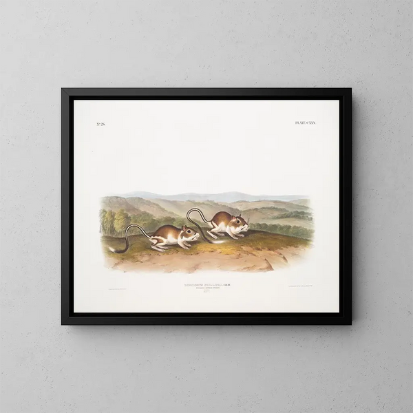 Gerbille à poche de Phillips male size natural - John Woodhouse Audubon — framed artwork on a wall