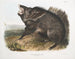 Peccary a collar macho - John Woodhouse Audubon — vista de la obra