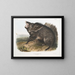 Peccary a collar macho - John Woodhouse Audubon — cuadro enmarcado en la pared