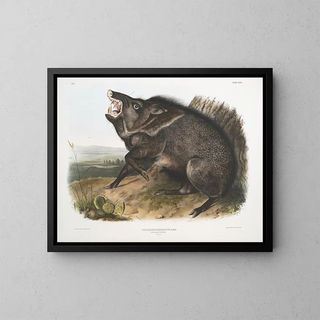 John Woodhouse Audubon - Dycoteles torquatus Collared Peccary Male.webp