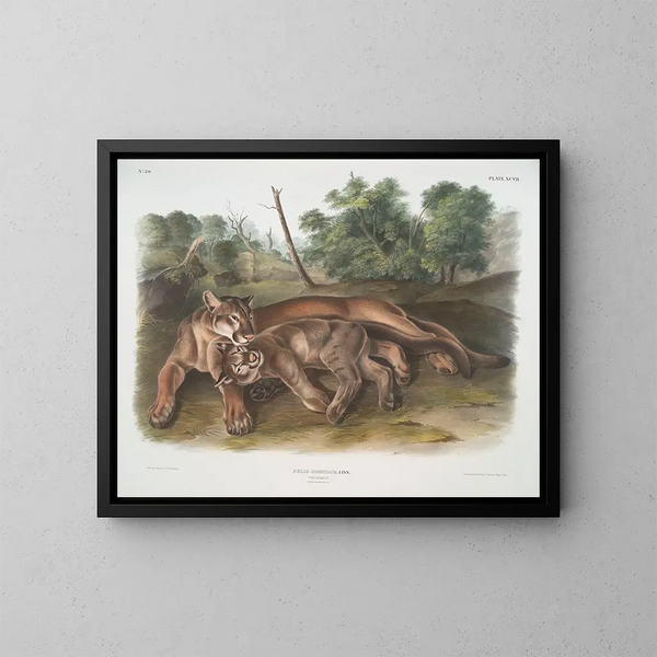 Felid Painting, the young female of the puma - John Woodhouse Audubon — framed artwork on a wall