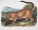 El puma macho - John Woodhouse Audubon — vista de la obra