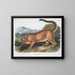 El puma macho - John Woodhouse Audubon — cuadro enmarcado en la pared