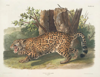 John Woodhouse Audubon - Felis onca The Jaguar Female.webp