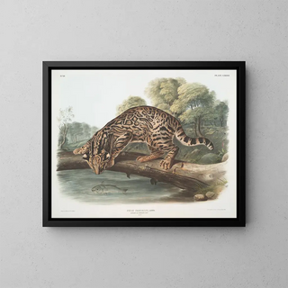 John Woodhouse Audubon - Felis pardalis Ocelot or LeopardCat Male.webp