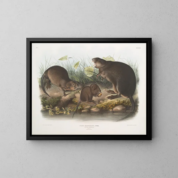 Nutria natural size old and young - John Woodhouse Audubon — framed artwork on a wall