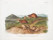 Lemming fauve Tamaño natural Lemming a tres cuernos Tamaño natural - John Woodhouse Audubon — vista de la obra