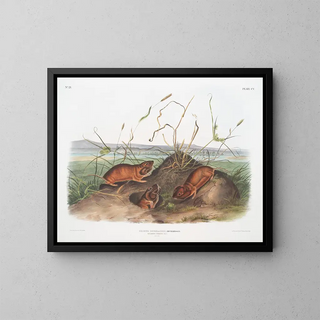 John Woodhouse Audubon - Geomys douglassii Columbia Pouched Rat Natural size.webp