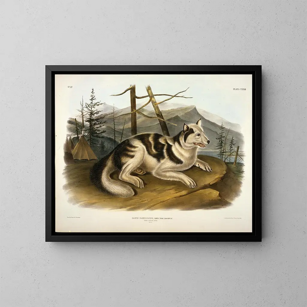 Indian Hare Dog - John Woodhouse Audubon — framed artwork on a wall