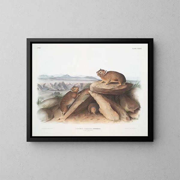 Lagomys princeps Petit lièvre chef Taille naturelle - John Woodhouse Audubon — framed artwork on a wall