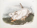 Liebre de América, tamaño natural, invierno - John Woodhouse Audubon — vista de la obra