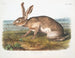 Liebre texana macho a tamaño natural - John Woodhouse Audubon — vista de la obra