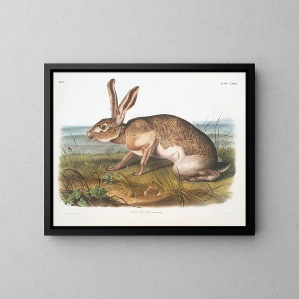 Liebre texana macho a tamaño natural - John Woodhouse Audubon — cuadro enmarcado en la pared