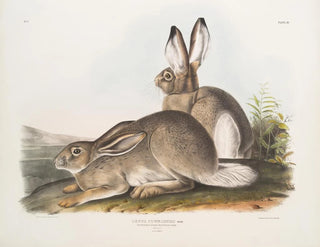 John Woodhouse Audubon - Lepus Townsendii Townsends Rocky Mountain Hare Natural size Male  Female.webp