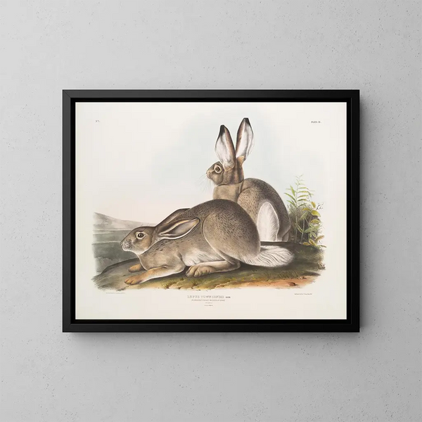 Liebre de Townsend, liebre de las Montañas Rocosas, tamaño natural, macho y hembra - John Woodhouse Audubon — cuadro enmarcado en la pared
