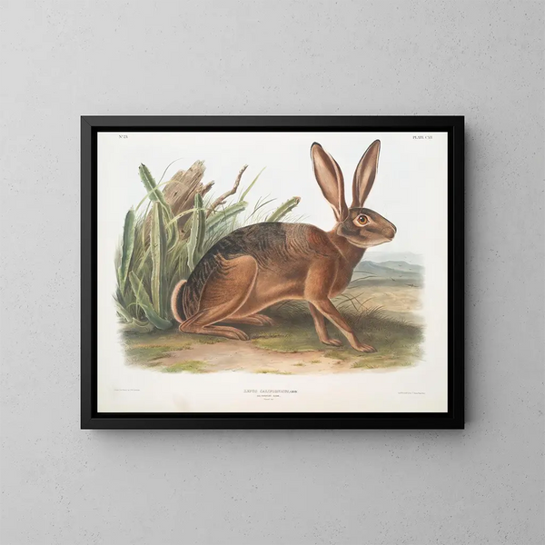 Californian Hare size natural - John Woodhouse Audubon — framed artwork on a wall
