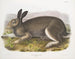 Liebre polar tamaño natural - John Woodhouse Audubon — vista de la obra