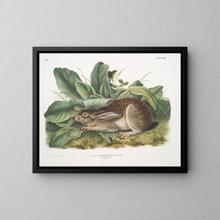 John Woodhouse Audubon - Lepus negricaudatus Blacktailed Hare Male Natural size.webp