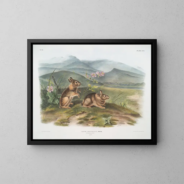 Hare of Nuttall male life size - John Woodhouse Audubon — framed artwork on a wall
