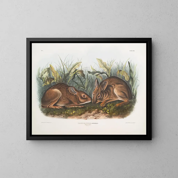 Marsh Hare in Natural Size - John Woodhouse Audubon — framed artwork on a wall