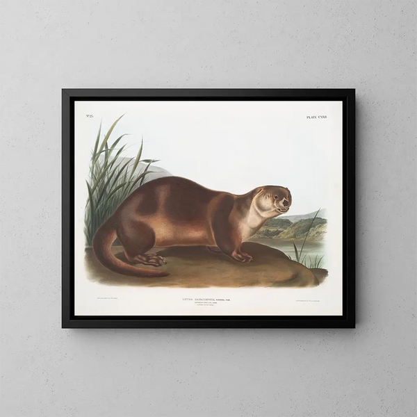 Nutria de Canadá macho - John Woodhouse Audubon — cuadro enmarcado en la pared