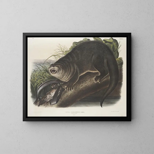 Loutre del Canadá tamaño natural macho - John Woodhouse Audubon — cuadro enmarcado en la pared