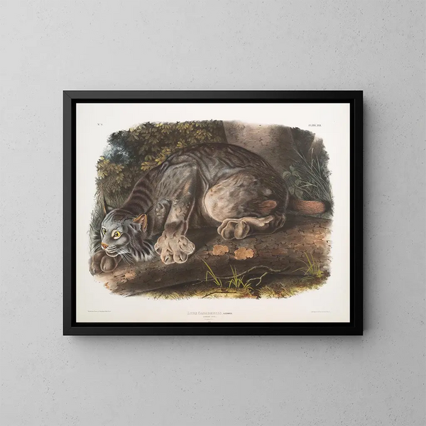 Lynx del Canadá macho - John Woodhouse Audubon — cuadro enmarcado en la pared