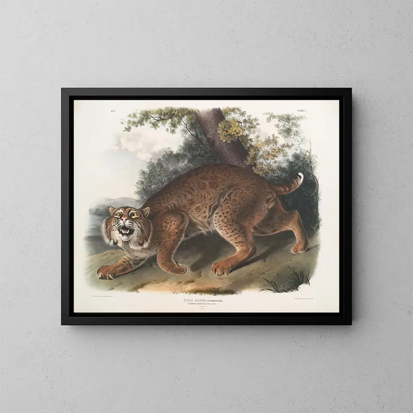Lynx roux - John Woodhouse Audubon — cuadro enmarcado en la pared