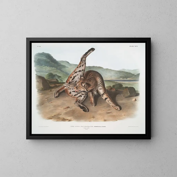Lynx roux var. maculatus femelle du Texas - John Woodhouse Audubon — cuadro enmarcado en la pared