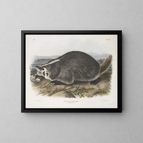 Meles labradorius, tejón americano, tamaño natural - John Woodhouse Audubon — cuadro enmarcado en la pared