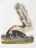 Mephitis macroura mofeta de cola grande tamaño natural - John Woodhouse Audubon — vista de la obra