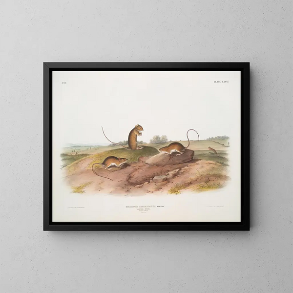 Ratón saltador americano macho y hembra a tamaño natural - John Woodhouse Audubon — cuadro enmarcado en la pared