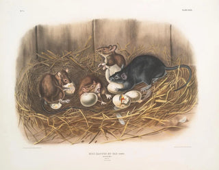 John Woodhouse Audubon - Mus Rattus et var Black Rat Natural size Old  young.webp