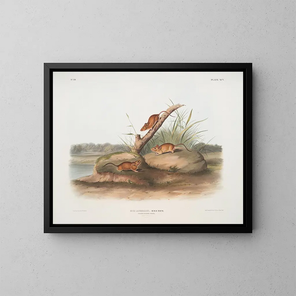 Ratón naranja Mus aureolus tamaño natural - John Woodhouse Audubon — cuadro enmarcado en la pared