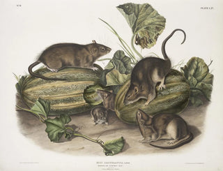 John Woodhouse Audubon - Mus decumanus Brown or Norway Rat Natural size Male female  young.webp