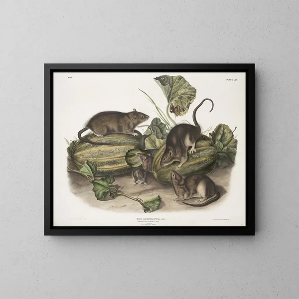 Ratón marrón o ratón noruego tamaño natural macho hembra joven - John Woodhouse Audubon — cuadro enmarcado en la pared