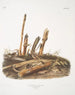 Mus minimus, pequeña ratón de las cosechas, machos y hembras, tamaño natural - John Woodhouse Audubon — vista de la obra