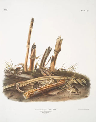 John Woodhouse Audubon - Mus minimus Little Harvest Mouse Males females Natural size.webp