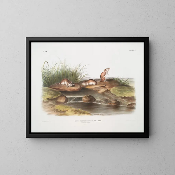 Ratón del Missouri a tamaño natural - John Woodhouse Audubon — cuadro enmarcado en la pared