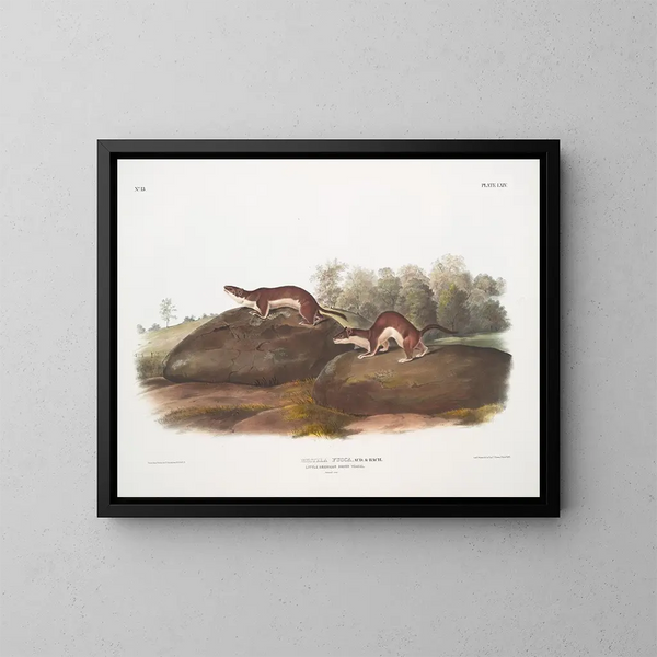 Fouine americana - John Woodhouse Audubon — cuadro enmarcado en la pared