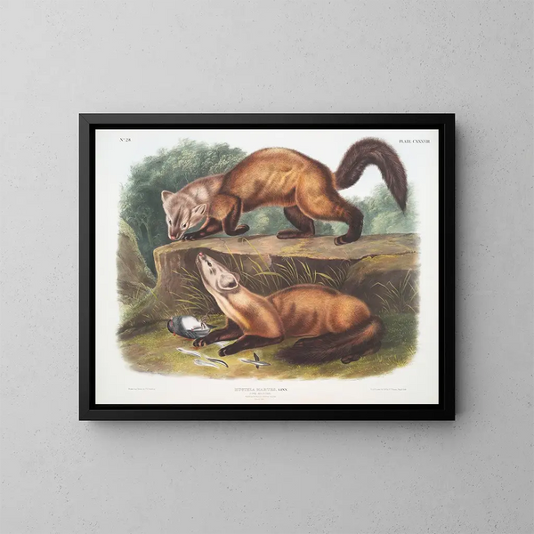 Martre de los pinos macho y hembra en pelaje de invierno tamaño natural - John Woodhouse Audubon — cuadro enmarcado en la pared